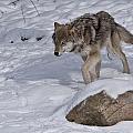 Lonely Wolf