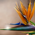 Bird of Paradise
